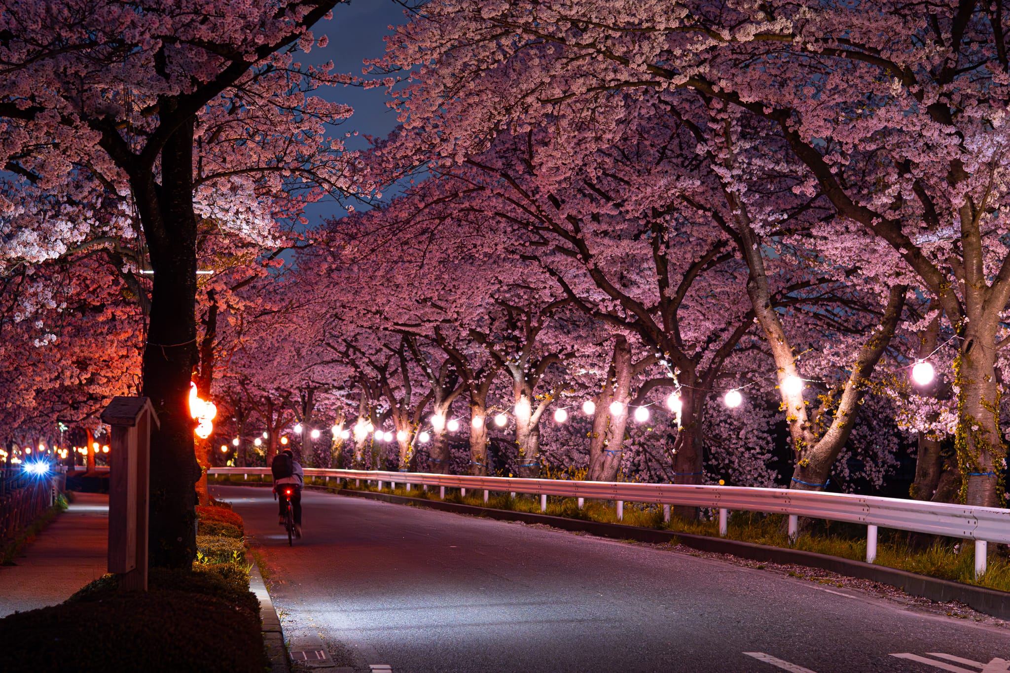 2024.04.08 埼玉賞櫻暴走中